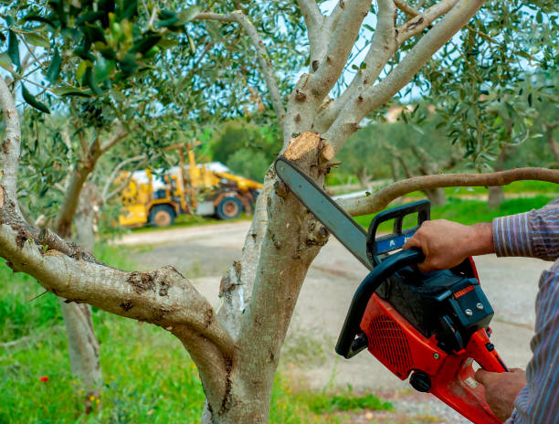 Tree Removal for Businesses in Meridian, CO